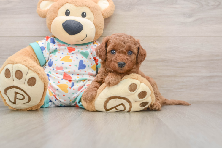 Popular Cavapoo Poodle Mix Pup