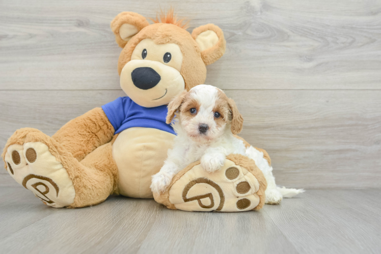 Hypoallergenic Cavadoodle Poodle Mix Puppy