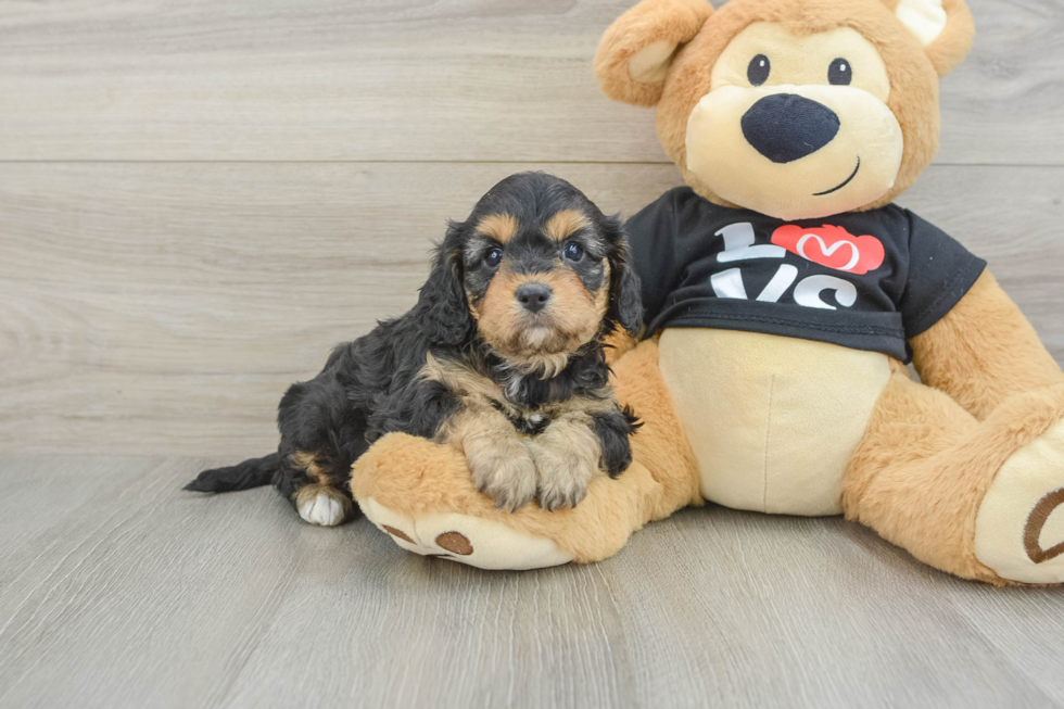 Small Cavapoo Baby