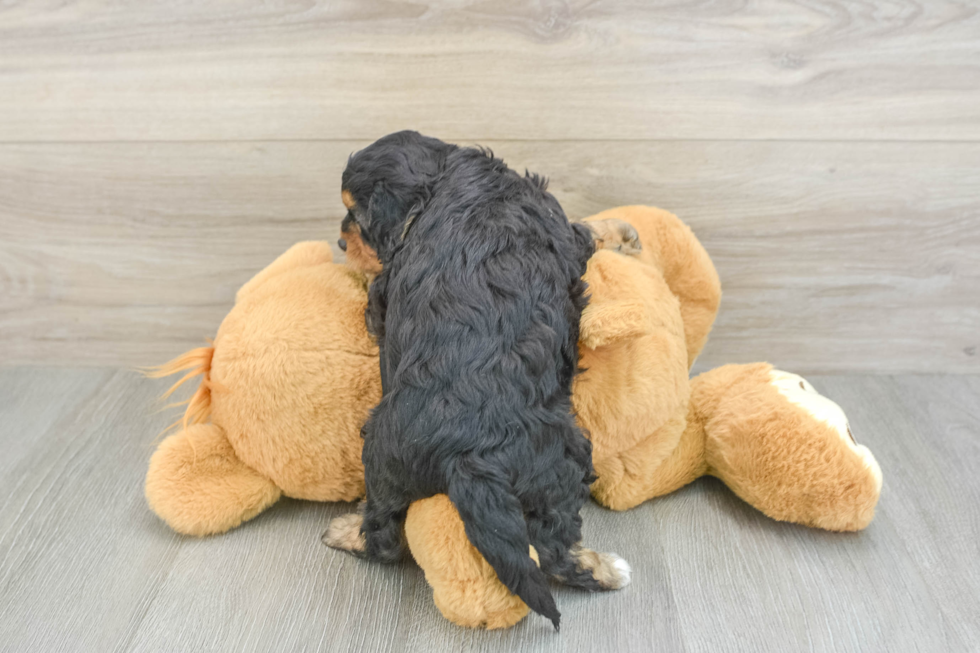 Sweet Cavapoo Baby