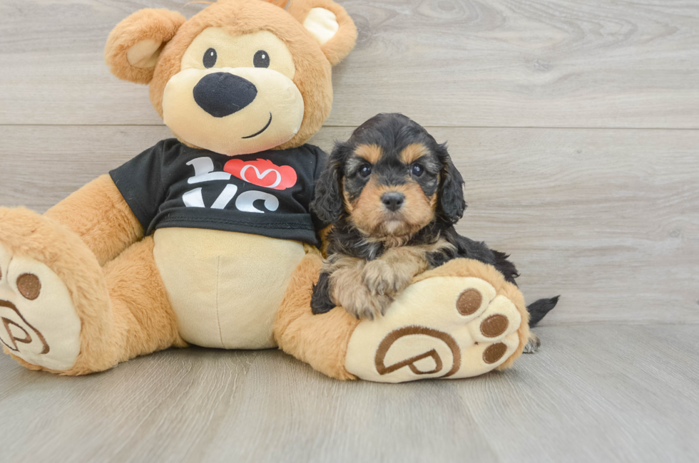 7 week old Cavapoo Puppy For Sale - Windy City Pups