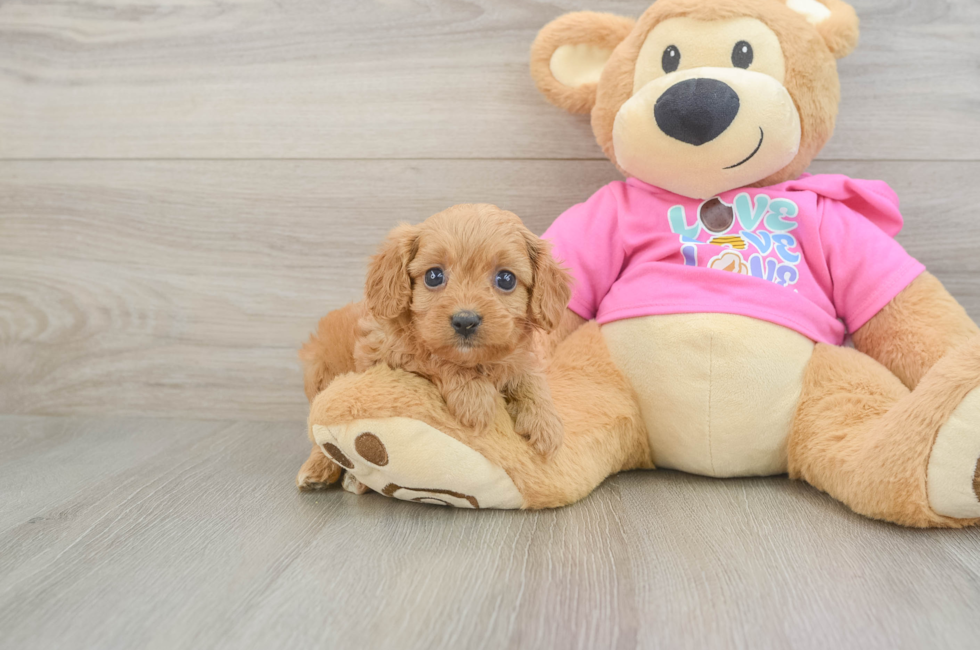 6 week old Cavapoo Puppy For Sale - Windy City Pups