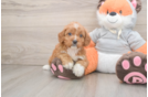 Best Cavapoo Baby