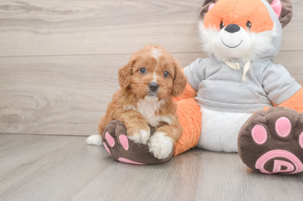 5 week old Cavapoo Puppy For Sale - Windy City Pups
