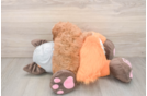 Cavapoo Pup Being Cute