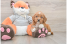 Small Cavapoo Baby