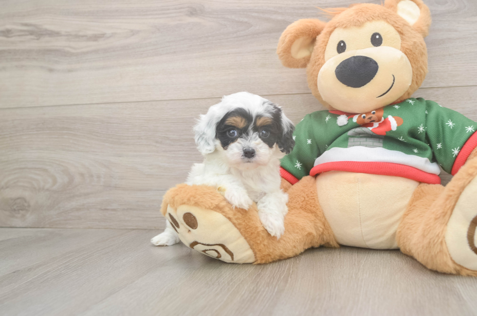 6 week old Cavapoo Puppy For Sale - Windy City Pups