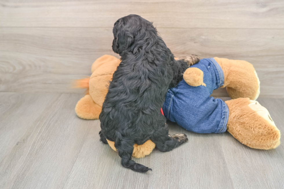 Popular Cavapoo Poodle Mix Pup