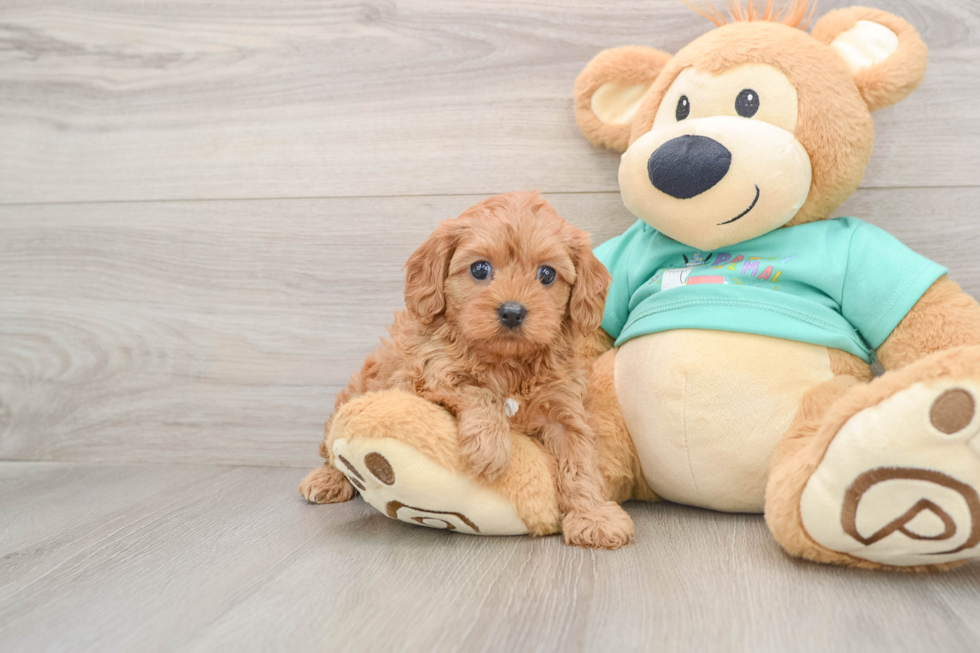 Sweet Cavapoo Baby
