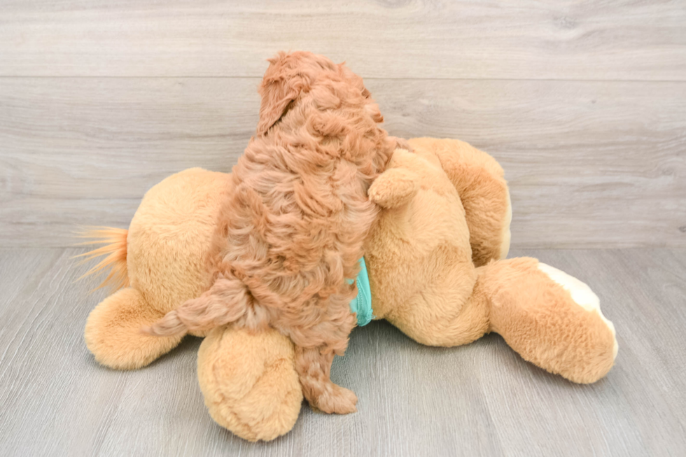 Cavapoo Pup Being Cute