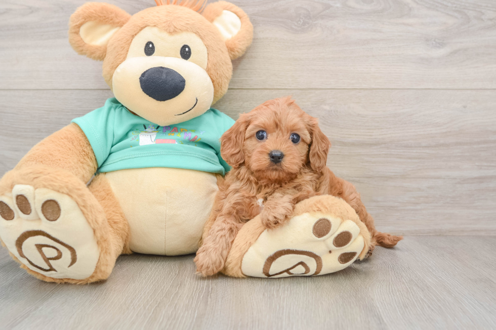 Hypoallergenic Cavadoodle Poodle Mix Puppy