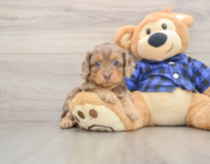 8 week old Cavapoo Puppy For Sale - Windy City Pups