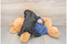 Small Cavapoo Baby