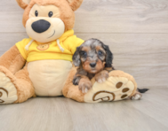 8 week old Cavapoo Puppy For Sale - Windy City Pups