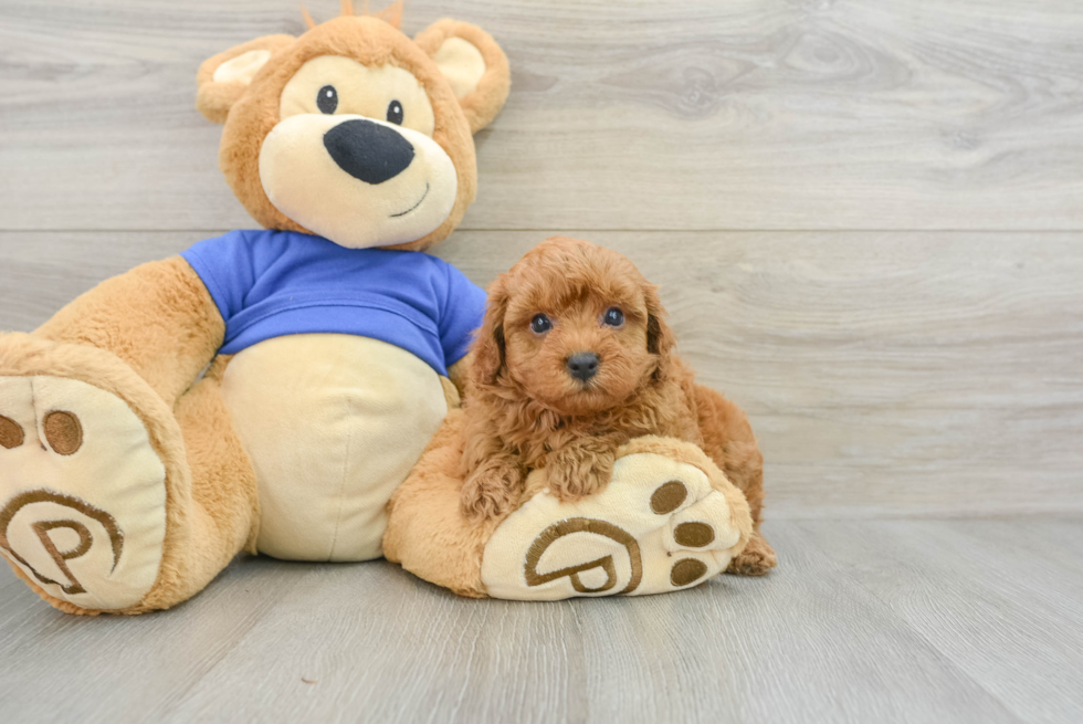 Cavapoo Pup Being Cute