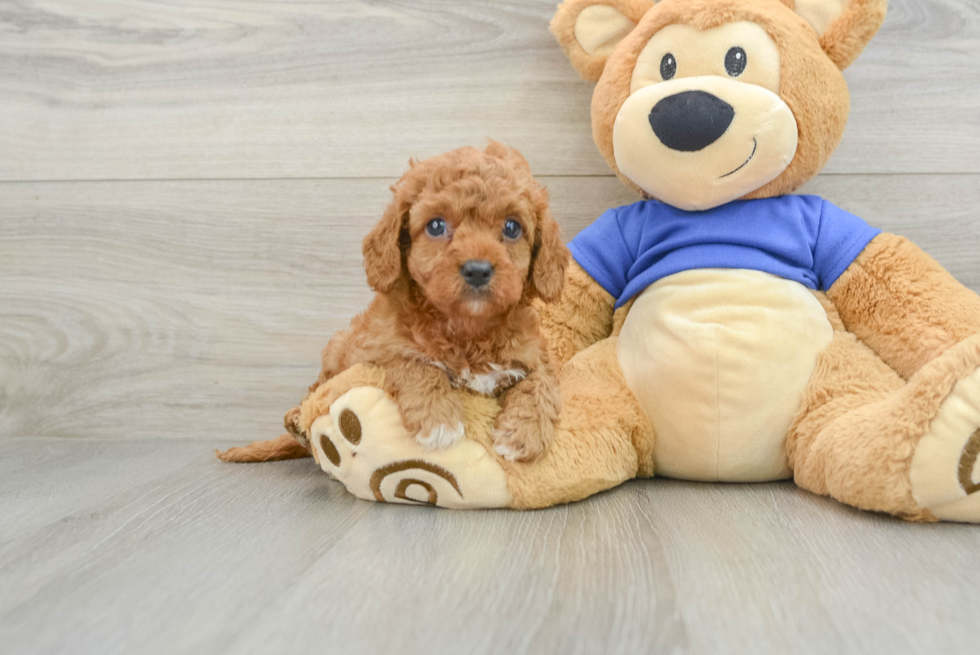 Happy Cavapoo Baby