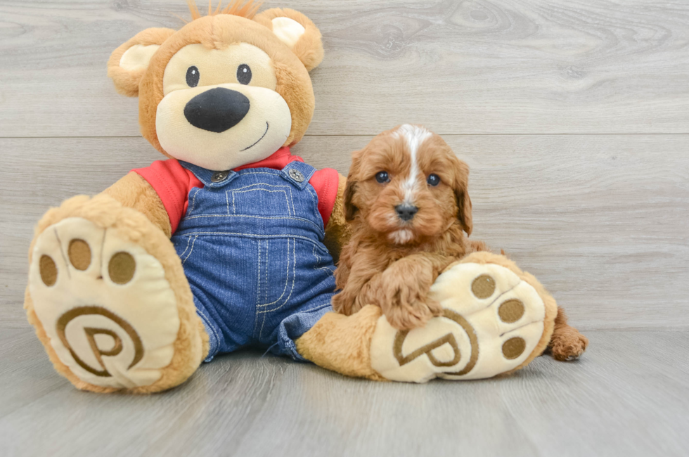 5 week old Cavapoo Puppy For Sale - Windy City Pups