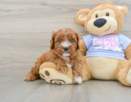 7 week old Cavapoo Puppy For Sale - Windy City Pups