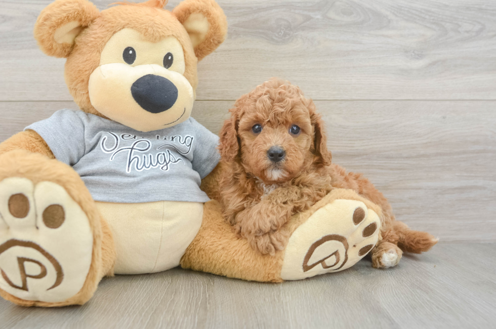 5 week old Cavapoo Puppy For Sale - Windy City Pups