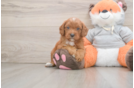 Cavapoo Puppy for Adoption