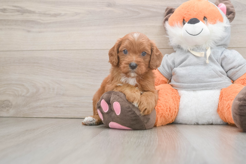 Cavapoo Puppy for Adoption