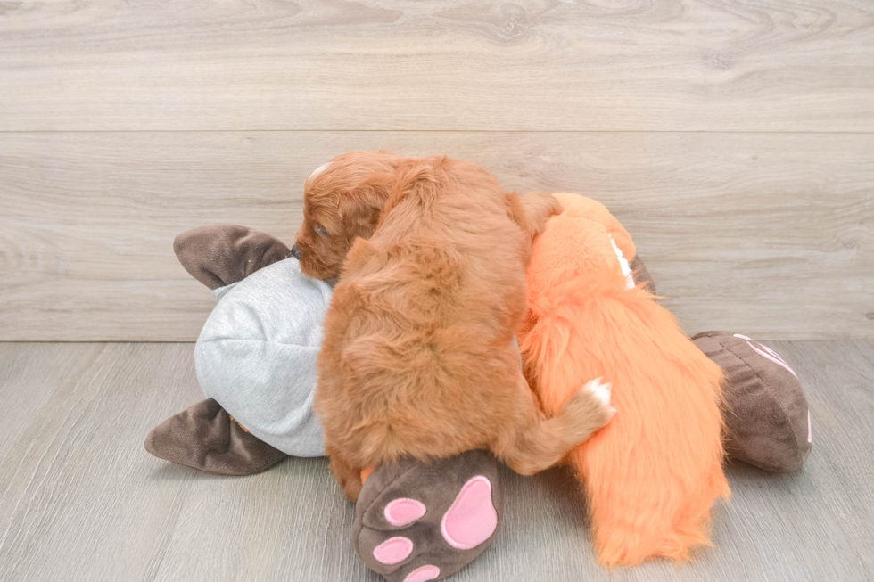 Best Cavapoo Baby