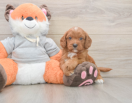 8 week old Cavapoo Puppy For Sale - Windy City Pups