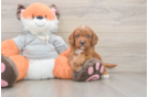 Cavapoo Pup Being Cute