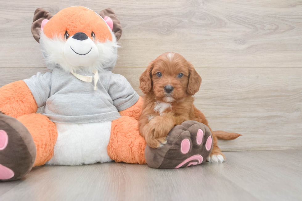 Cavapoo Pup Being Cute