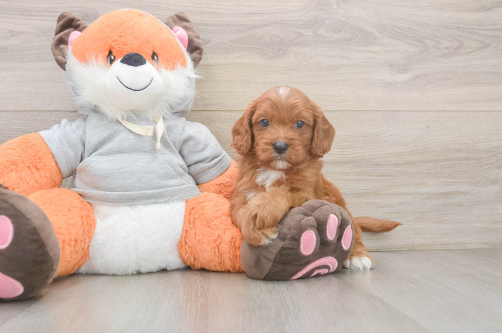 5 week old Cavapoo Puppy For Sale - Windy City Pups