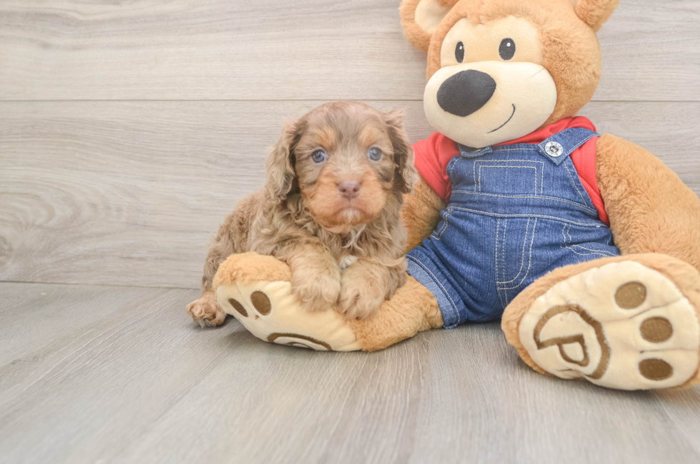 5 week old Cavapoo Puppy For Sale - Windy City Pups