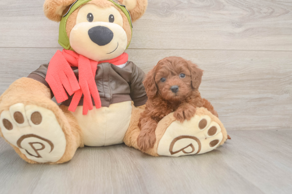 5 week old Cavapoo Puppy For Sale - Windy City Pups