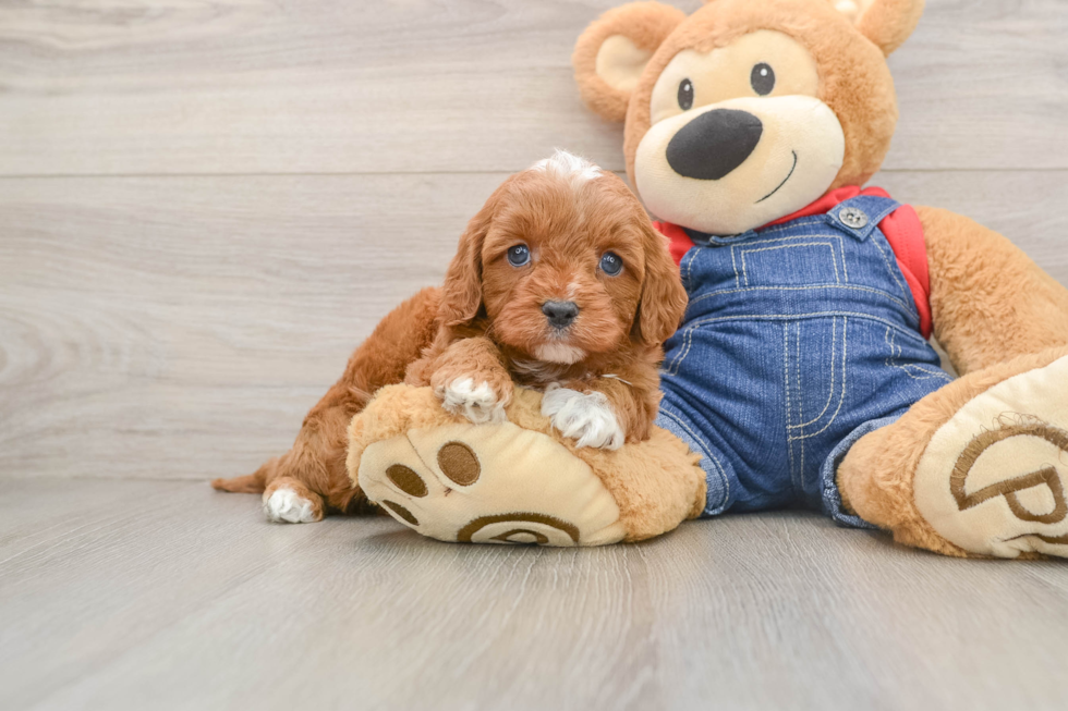 Cavapoo Pup Being Cute