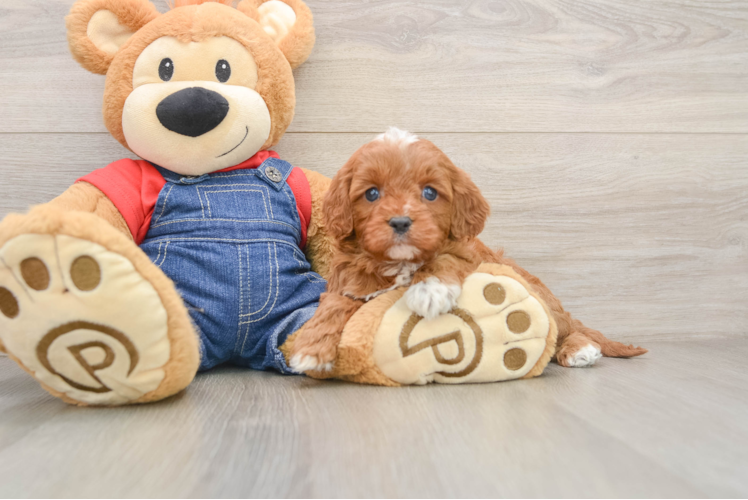 Cavapoo Puppy for Adoption