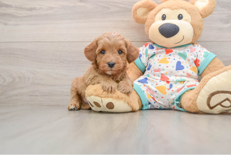 Fluffy Cavapoo Poodle Mix Pup