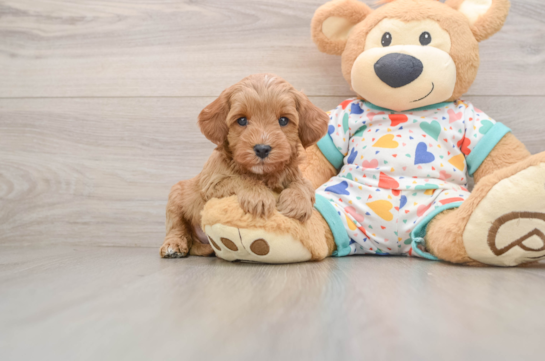Fluffy Cavapoo Poodle Mix Pup