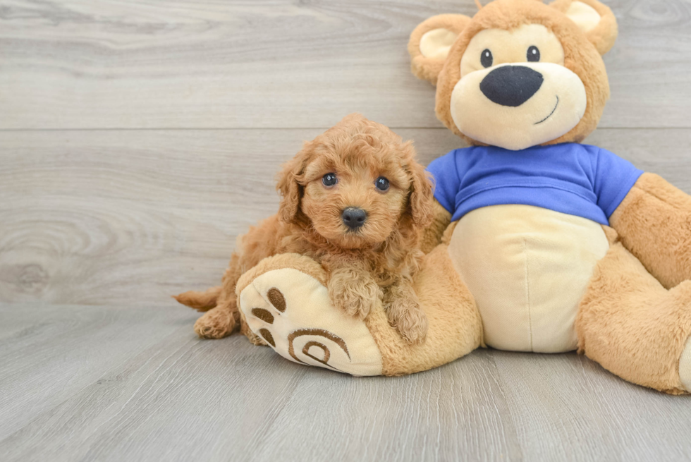 Energetic Cavoodle Poodle Mix Puppy