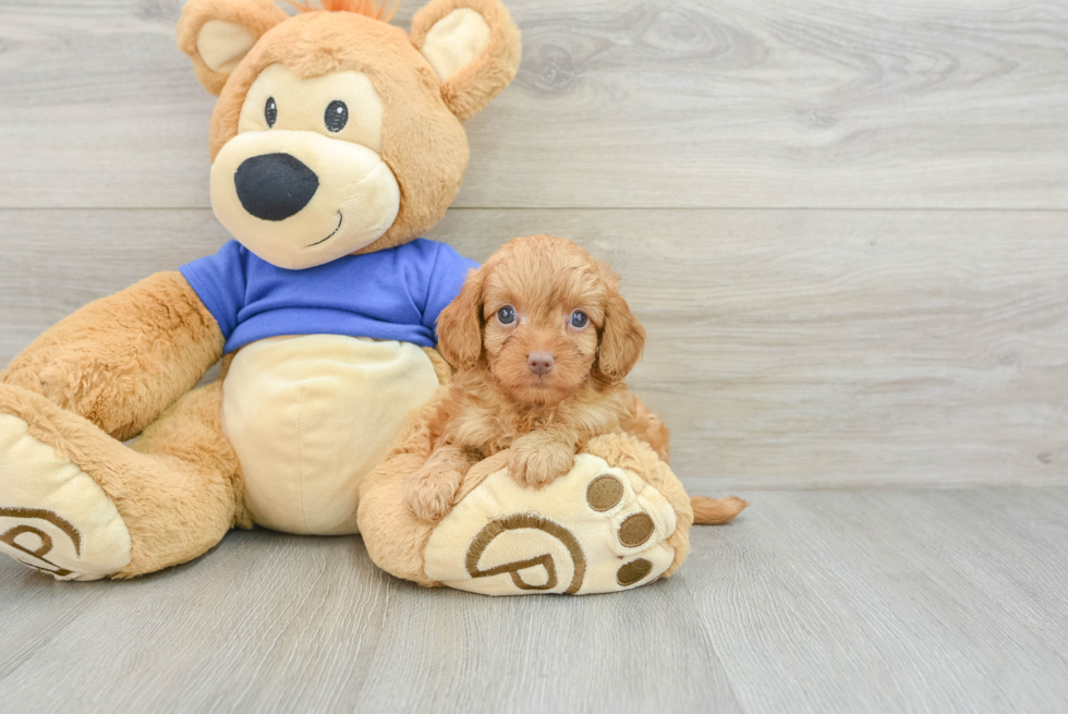 Playful Cavapoodle Poodle Mix Puppy