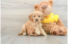 Cavapoo Puppy for Adoption