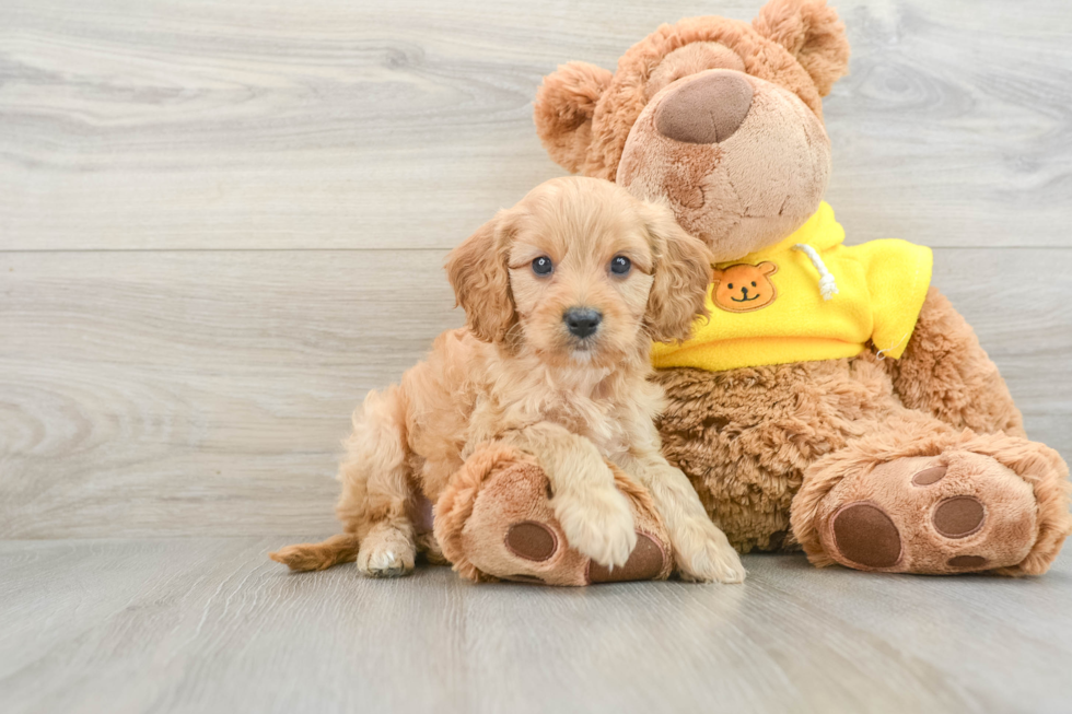 Cavapoo Puppy for Adoption