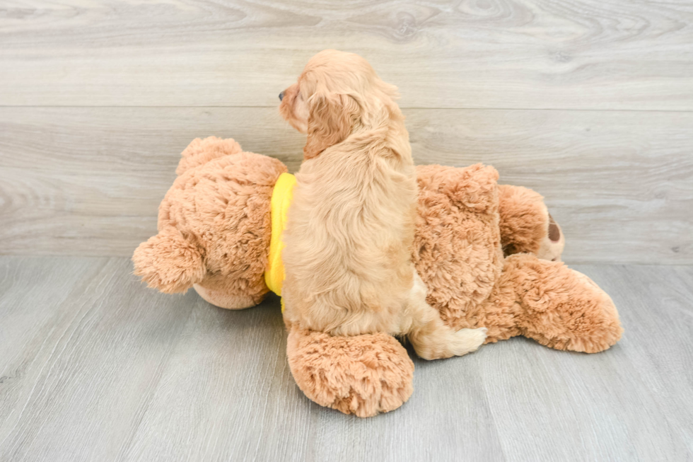 Small Cavapoo Baby