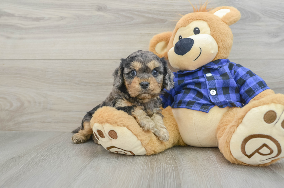 5 week old Cavapoo Puppy For Sale - Windy City Pups