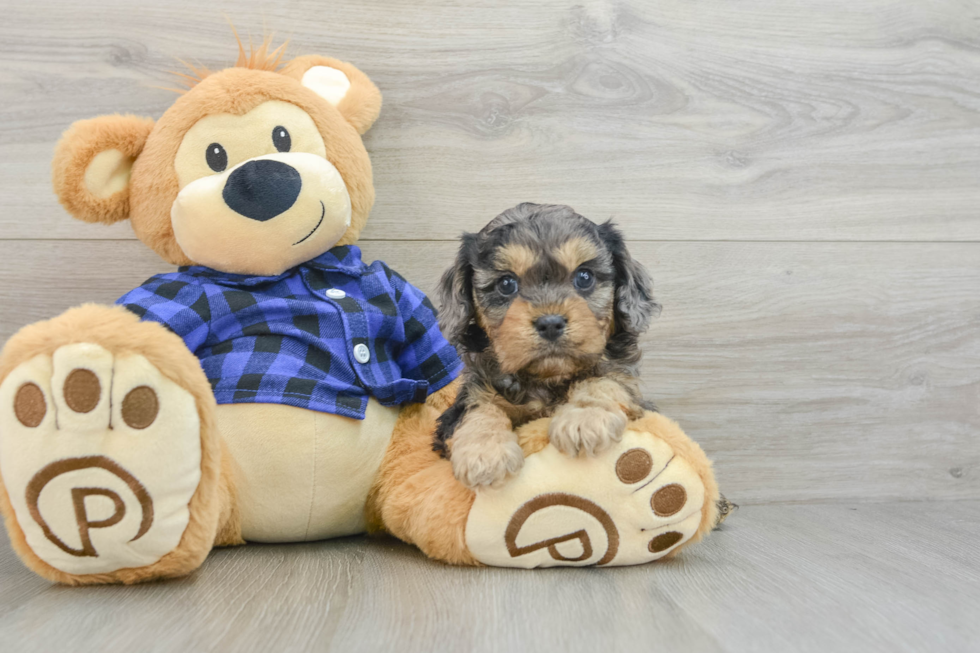 Cavapoo Pup Being Cute