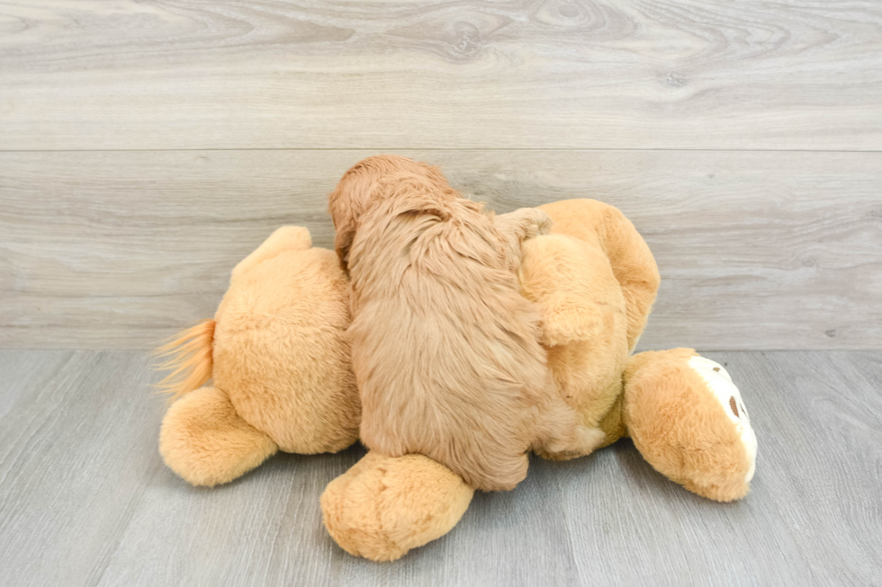 Popular Cavapoo Poodle Mix Pup