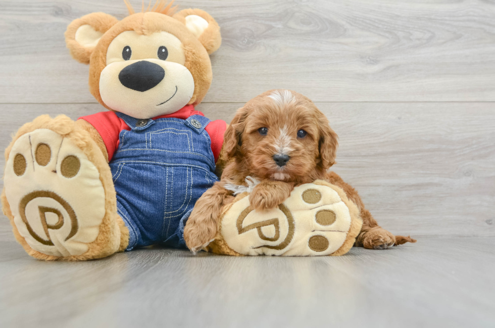 5 week old Cavapoo Puppy For Sale - Windy City Pups