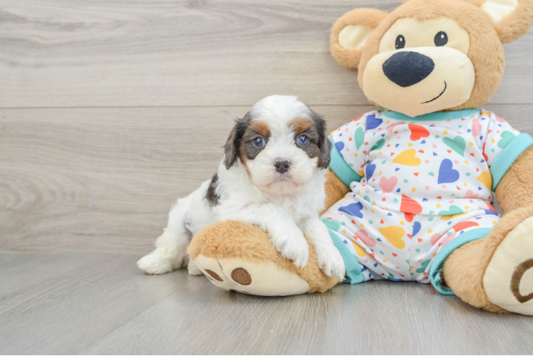 Cavapoo Pup Being Cute