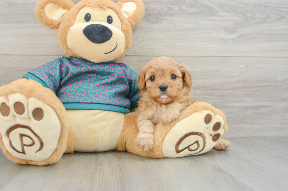 6 week old Cavapoo Puppy For Sale - Windy City Pups