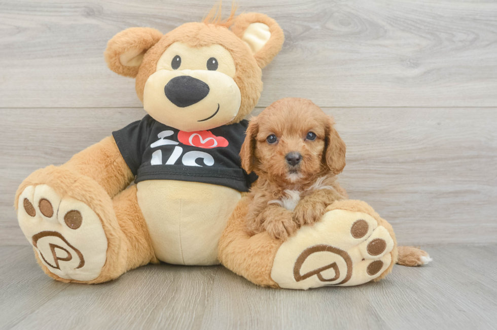 8 week old Cavapoo Puppy For Sale - Windy City Pups