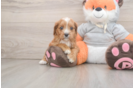 Cavapoo Puppy for Adoption