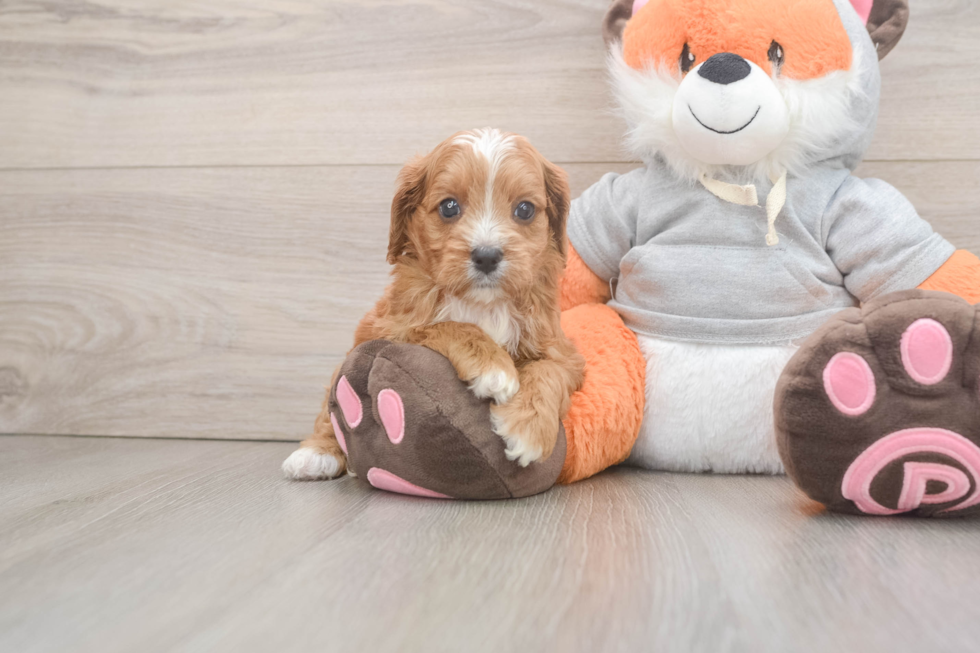 Cavapoo Puppy for Adoption